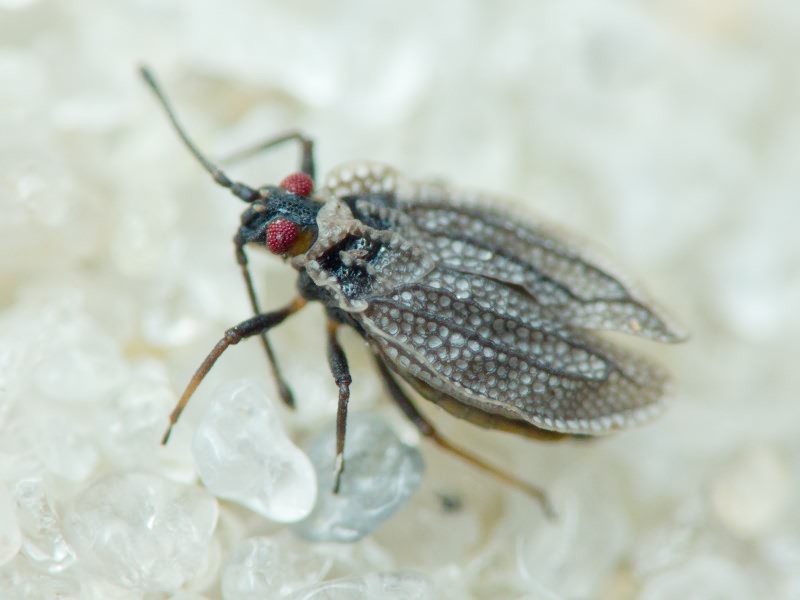 Acalypta marginata (Wolff, 1804)